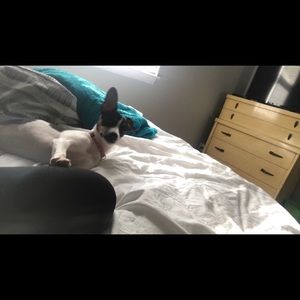 Meet your Posher, Abby